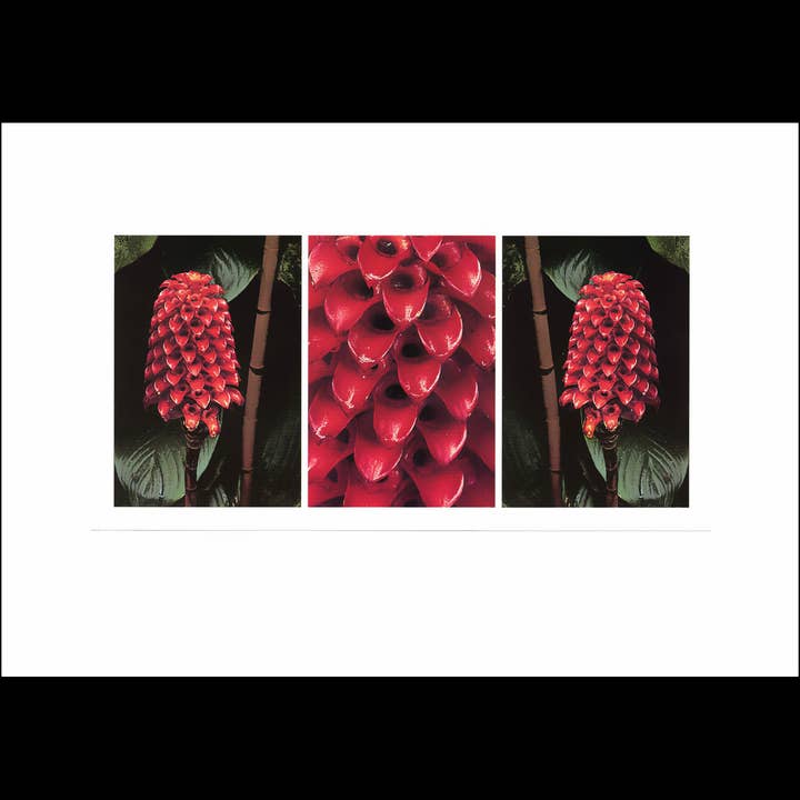 Wild Horizons Productions - Wholesale Stationery/Notecard Set - Notecard +Envelope: Tropical Flowers, Wax Ginger