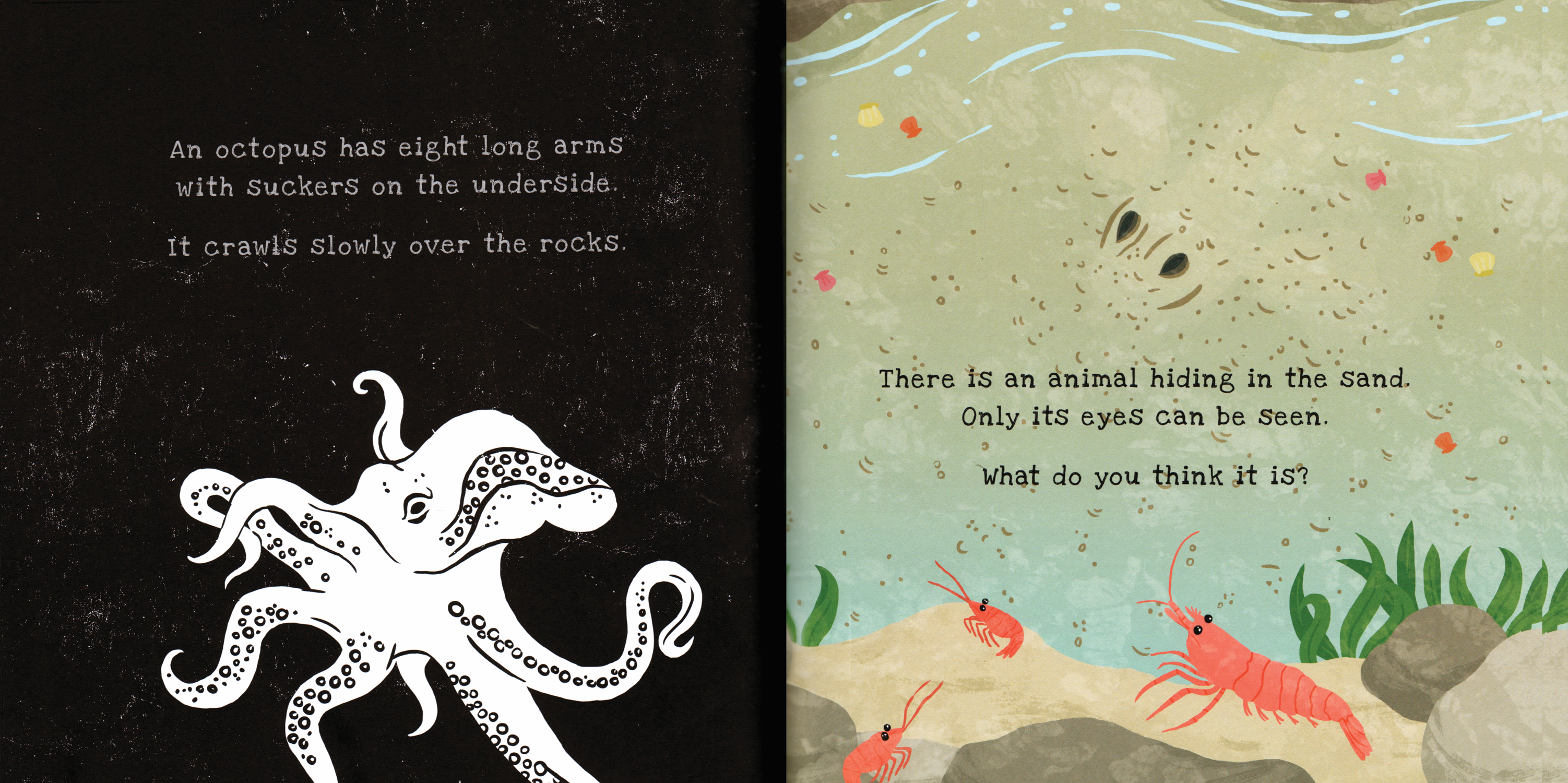 EDC Publishing - Vente Livre pour enfants de maternelle (de 3 à 5 ans) - Shine-A-Light : Les secrets du bord de mer1