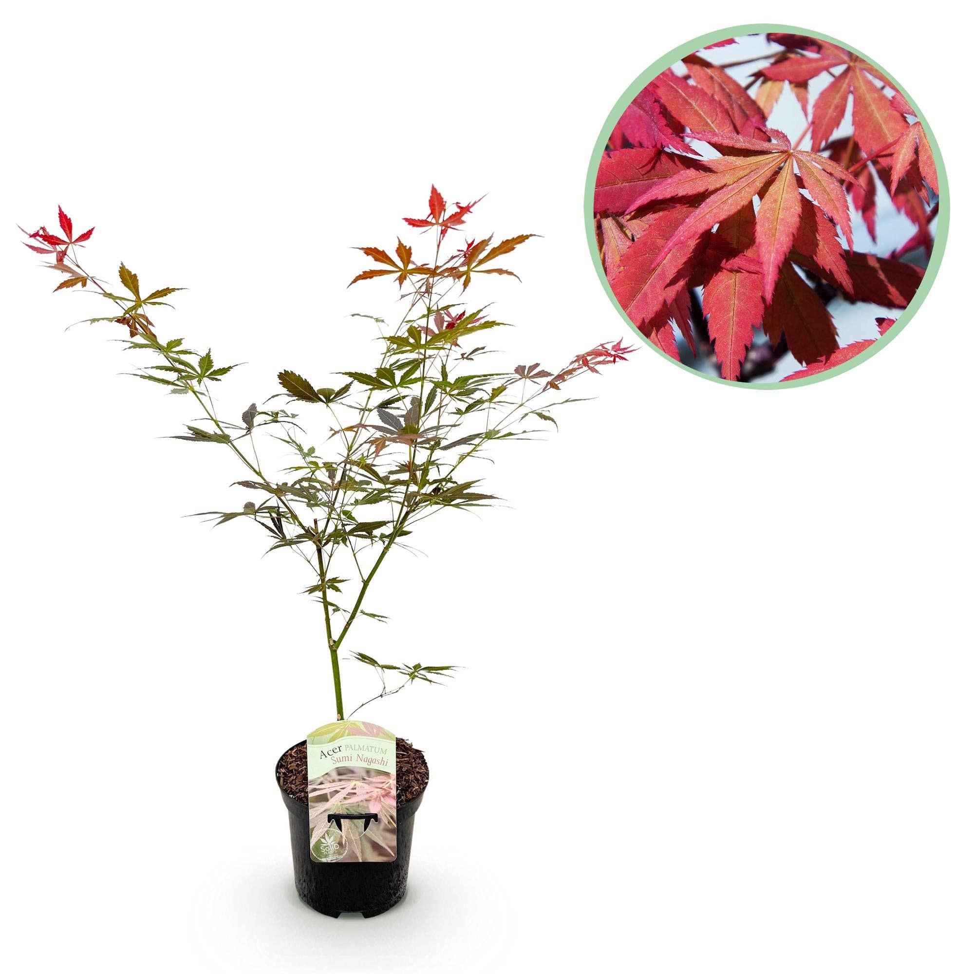 Oasis of Life - Wholesale Live Plant - Japanese Maple Acer palmatum 'Sumi-nagashi' – Red Ornamental Maple – Balcony & Terrace Plant – Ø19 cm – Approximately 70 cm tall – Elegant fan maple with glossy dark red foliage2