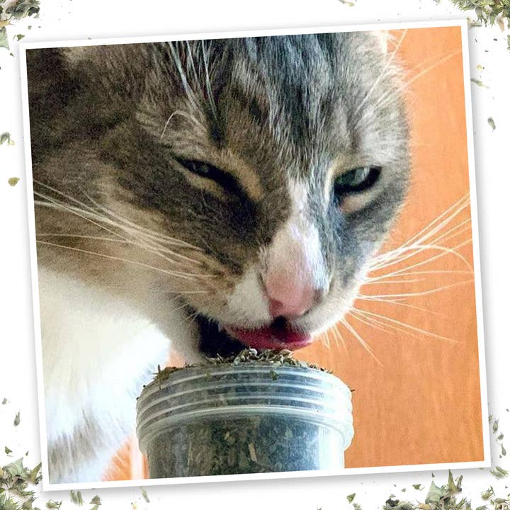 Meowijuana - Wholesale Catnip - Meowi-Waui - Ground Catnip and Catnip Buds