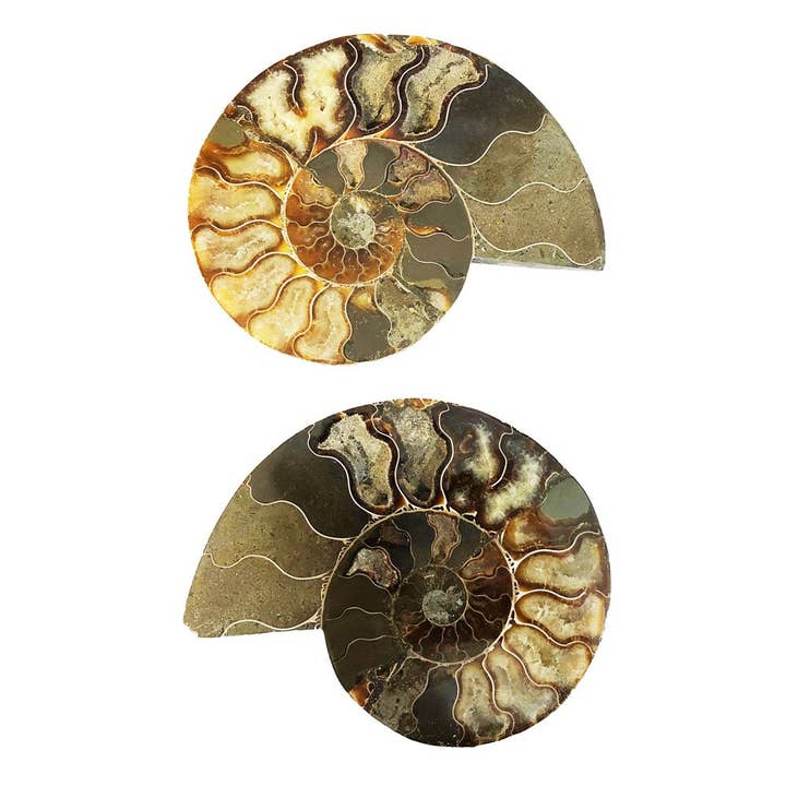 France Mineraux - Wholesale Spiritual Stone/Crystal - Pair of Ammonite 14cm - MCAMI141