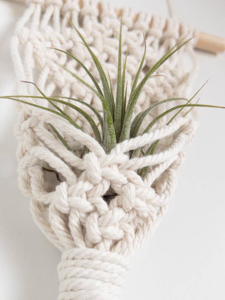 Air Plant Holder for wholesale by Reefd Creative Studio