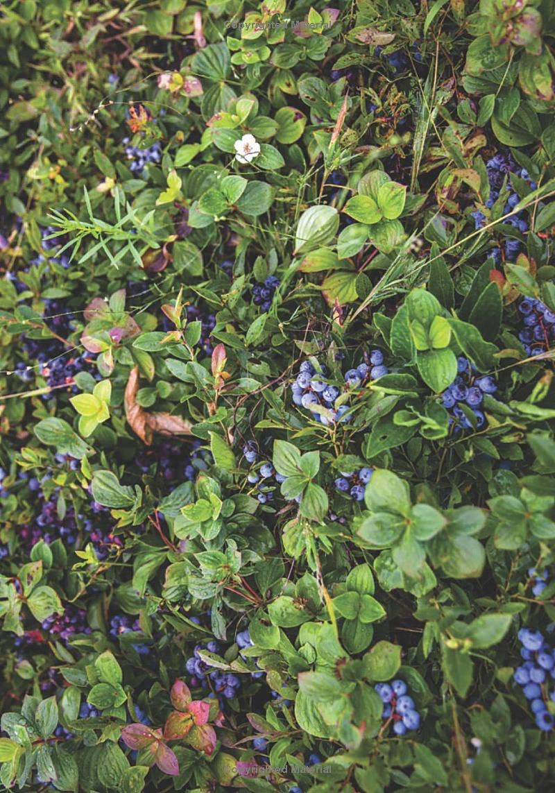 REMOVED BRAND - Wholesale Cookbooks & Food - Blueberry Cookbook9