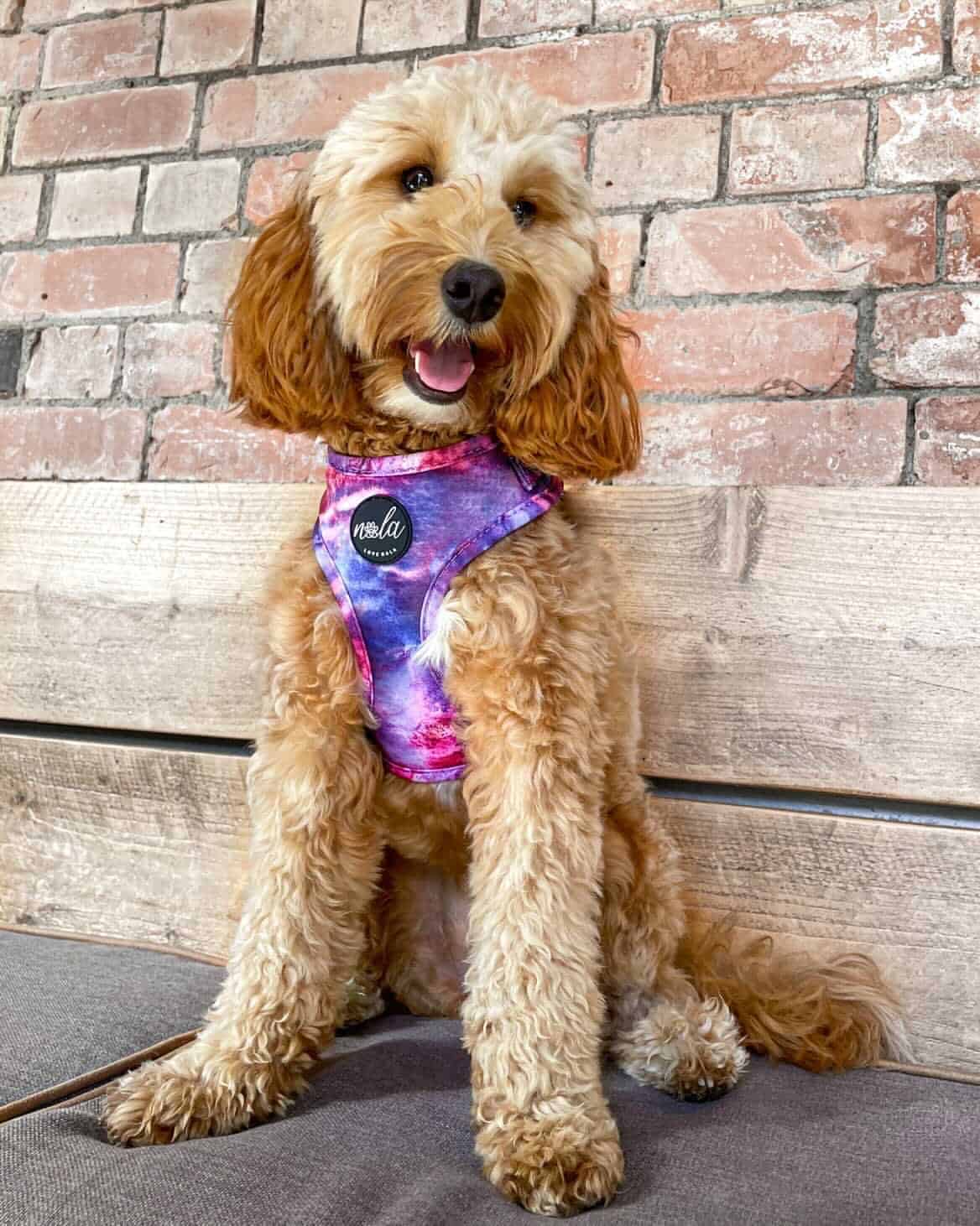 Love Nala - Vente Harnais – chien - Collection Nala Loves - Harnais Nala4