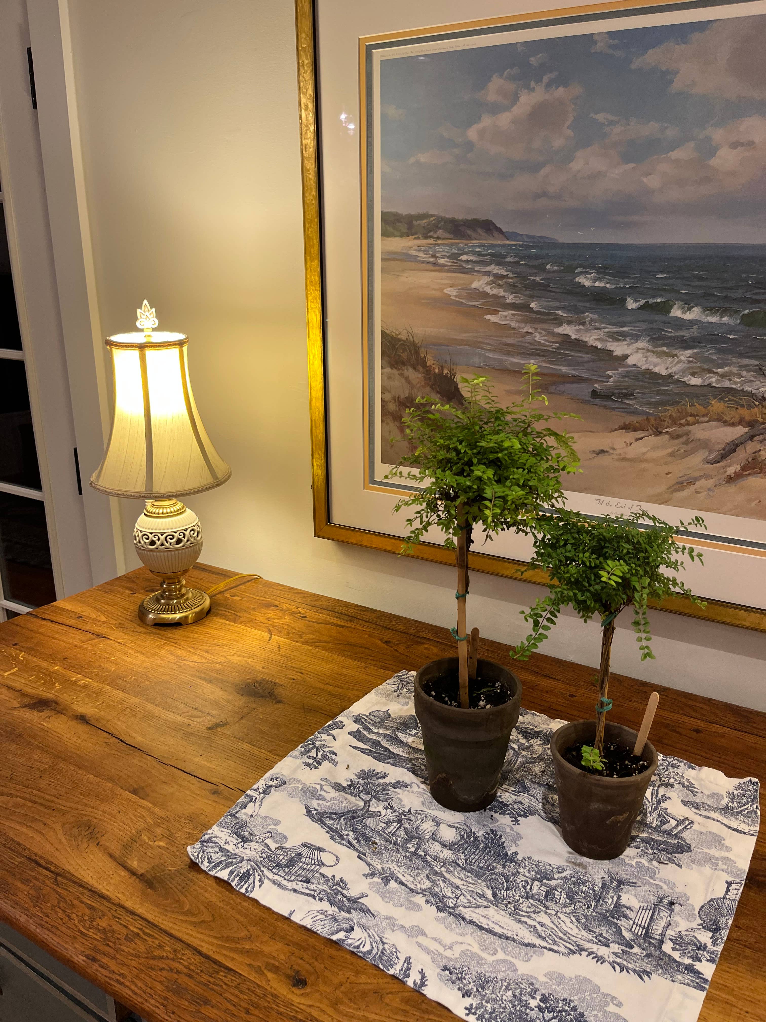 Sunrise Topiaries - Vente Plante - Topiaire en chèvrefeuille vivant en buis dans un pot de 5 pouces3