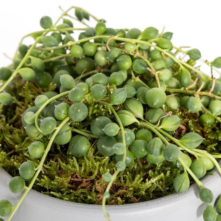 The Little Botanical - Wholesale Live Plant - String of Pearls in grey/copper pot3