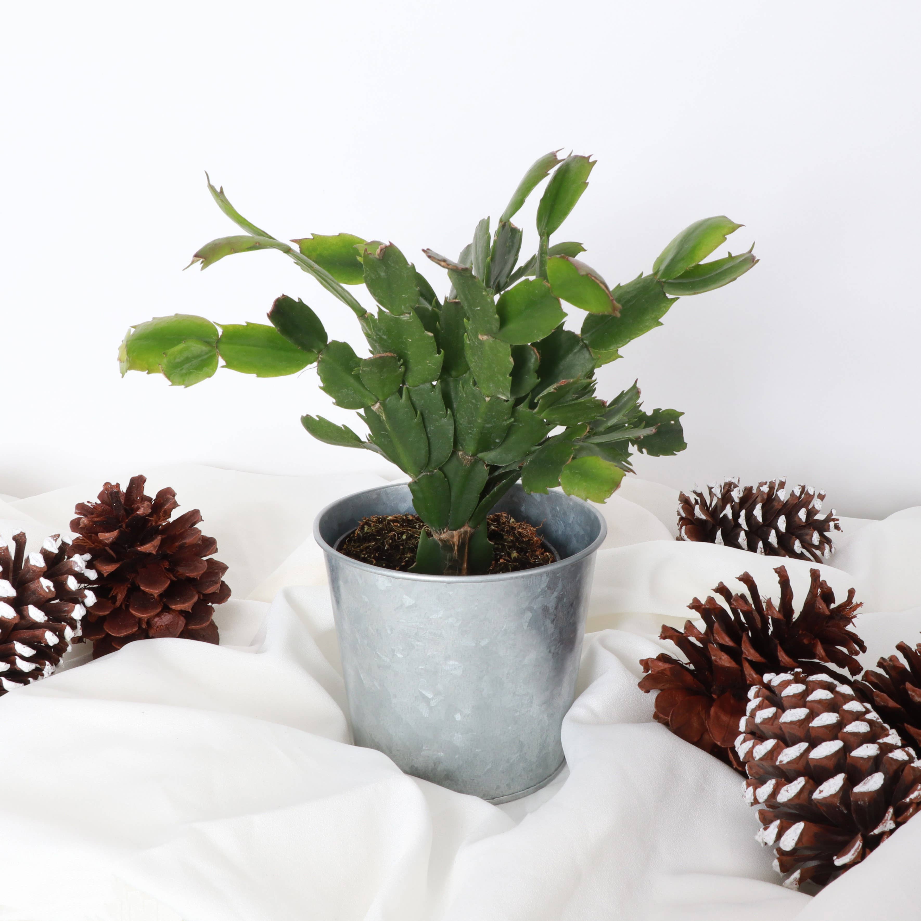 Thorsen's Greenhouse - Wholesale Live Plant - Holiday Cactus - 4" Live Plant3