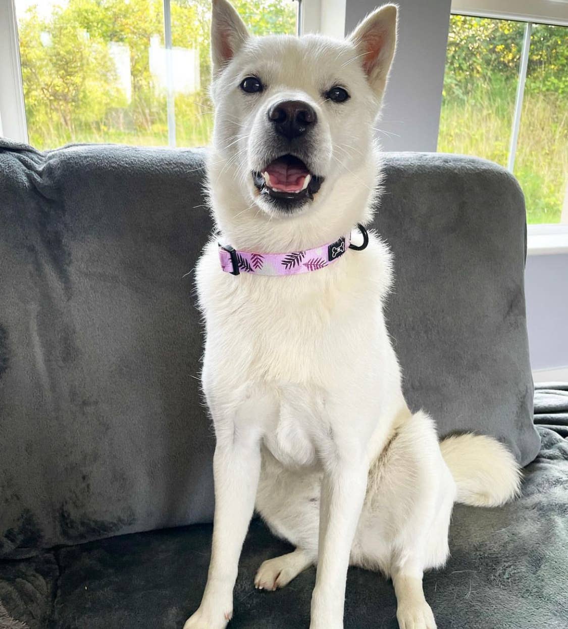 The Muttley Club - Wholesale Pet Collar - Dog - Palm Springs Adjustable Collar3