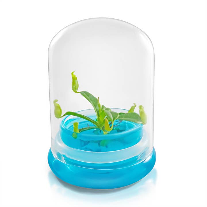 bloomify - Wholesale Live Plant - Miniature Pitcher Plant Terrarium, Nepenthes Tobaica, Hairy Pitfall Traps, Carnivorous Species4