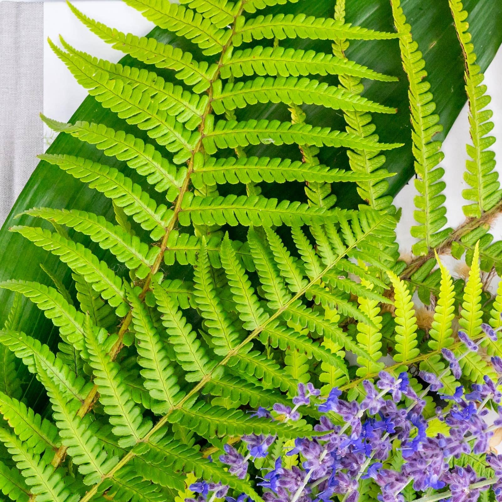 OLOR - Wholesale Reed Diffuser - Fern + Patchouli Mini Reed Diffuser1