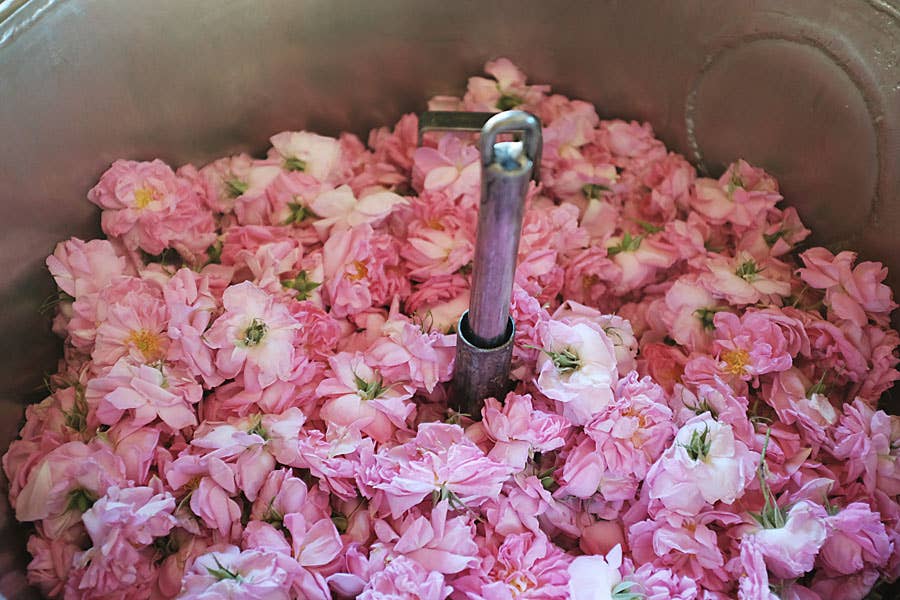 Essences Naturelles Corses - Vendita all'ingrosso Olio essenziale - Olio di rosa in soluzione diluita al 10% Absolue Aromaterapia2