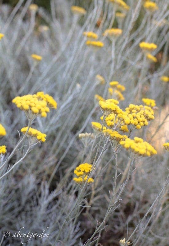 La Calathea - Wholesale Jar/Filled Candle - Candela July3