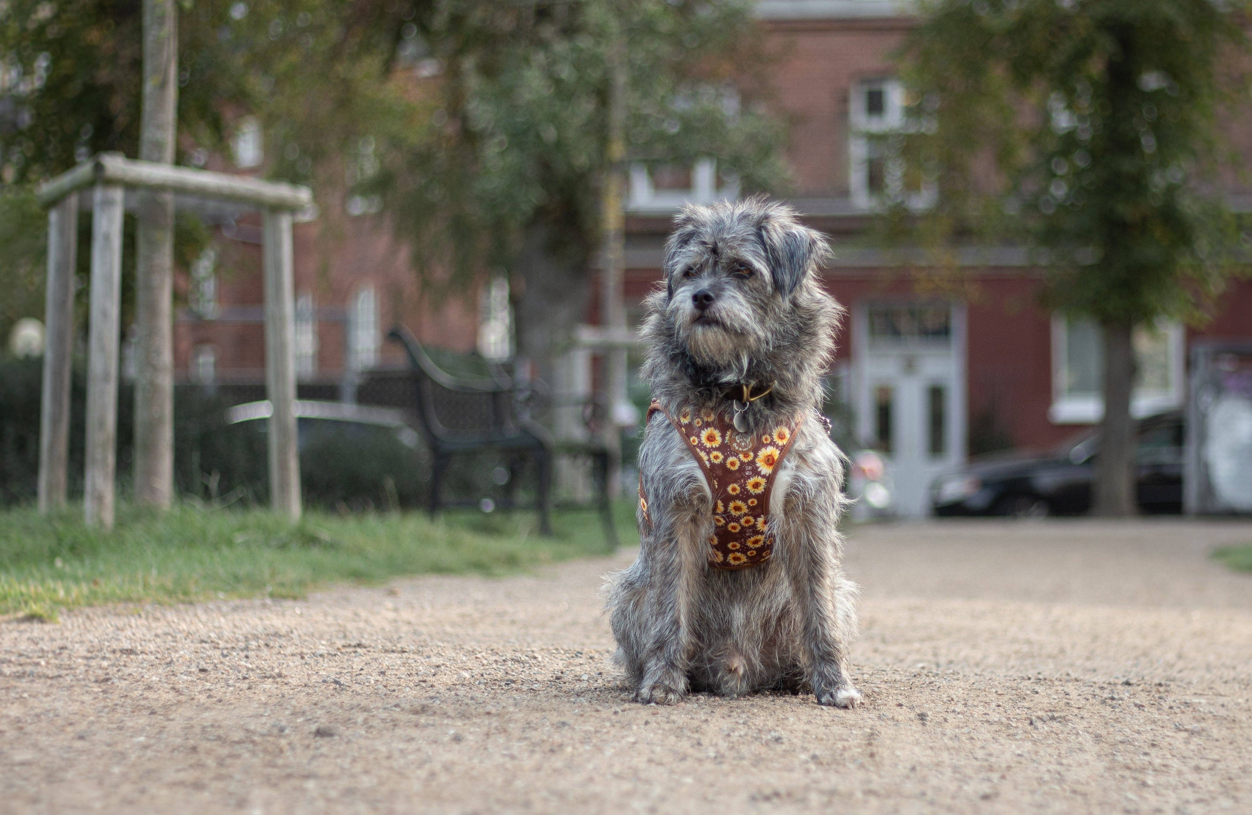 Collarfull - Wholesale Pet Harness - Dog - Tiny Trails step-in dog harness - Sunflowers on my mind2