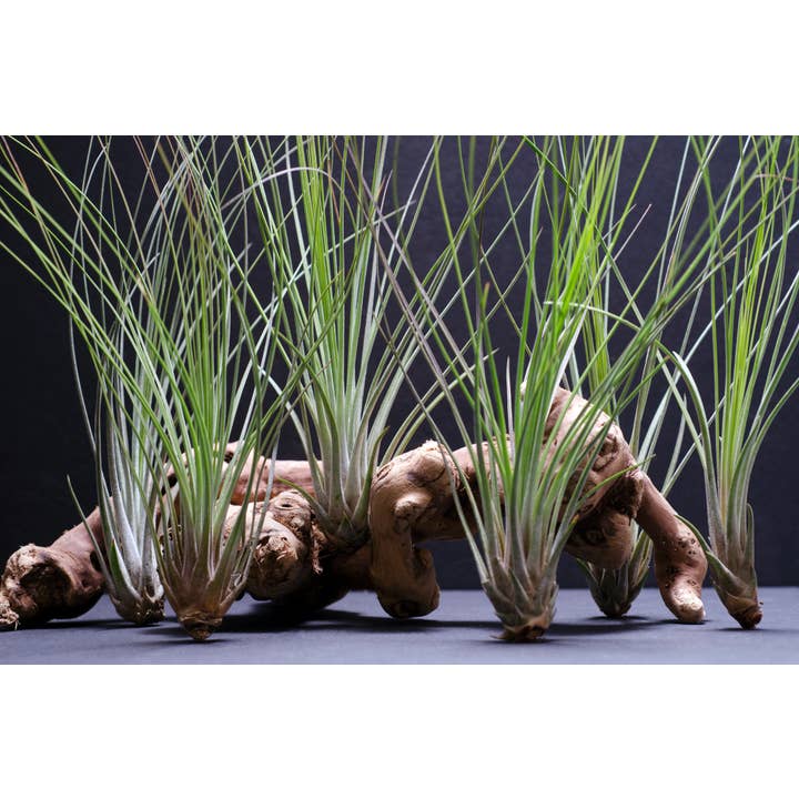 The Artizan Way - Wholesale Live Plant - Tillandsia Juncifolia | Live Air Plant