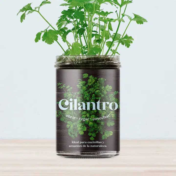 Cilantro Kitchen Garden🌿 for wholesale by Resetea