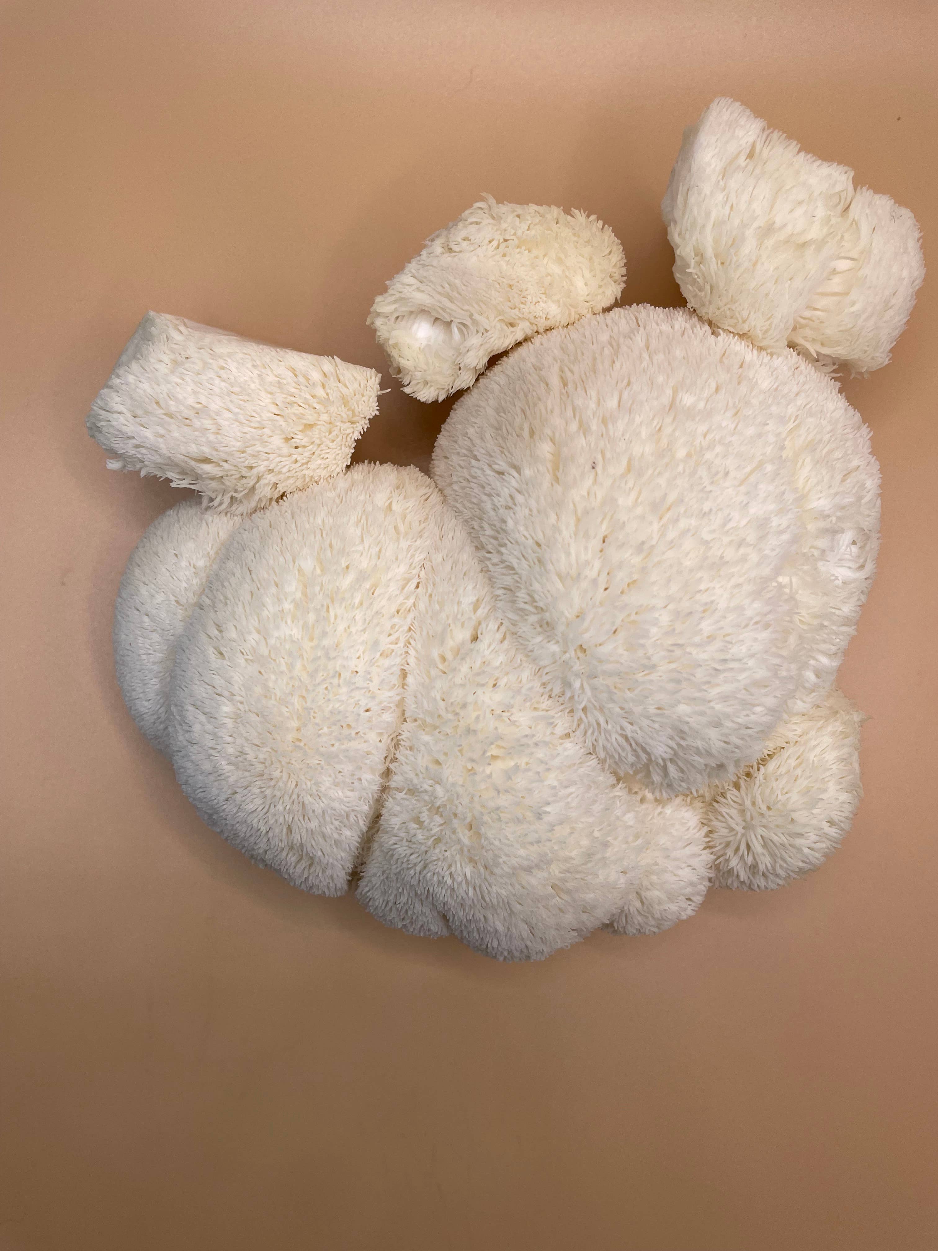 Veteran Mushroom - Wholesale Gemalen koffie - Zes Sterren Gen Paddenstoelenkoffie4