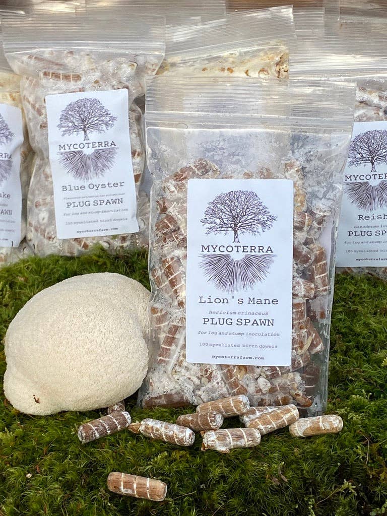 Mycoterra Farm - Wholesale DIY Food Kit - Lion's Mane Plug Spawn