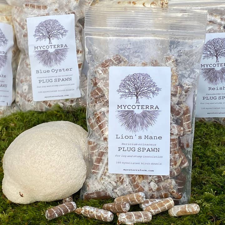Mycoterra Farm - Wholesale DIY Food Kit - Lion's Mane Plug Spawn0
