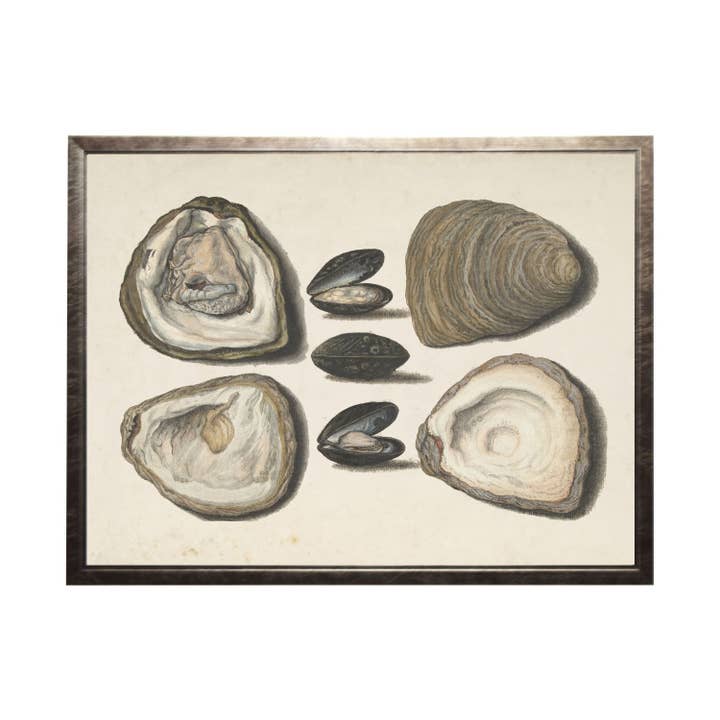 Vintage Oyster shell A on a distressed background for wholesale by Antique Curiosities Inc