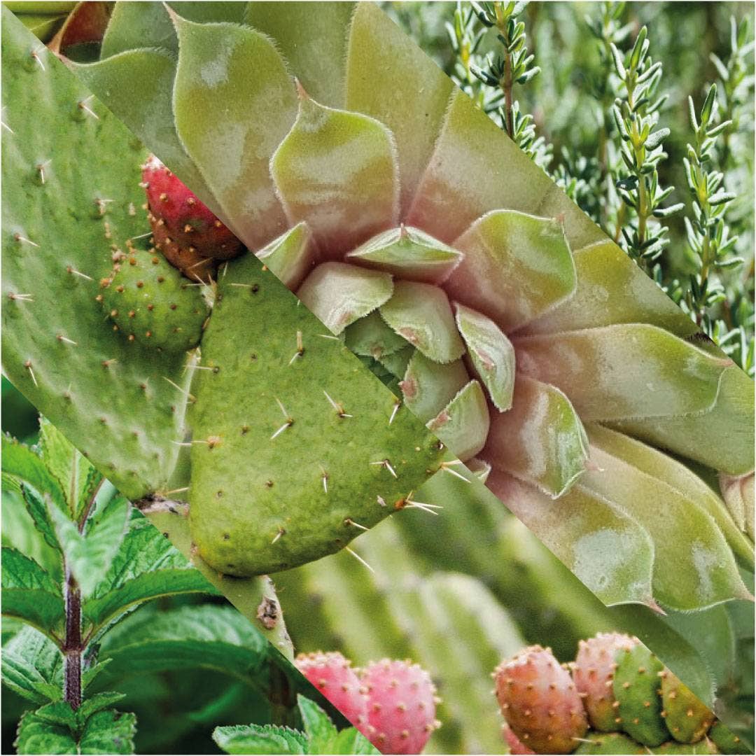 Plisson 1808 - Venta al por mayor Limpiadores faciales - Gel limpiador facial diario3