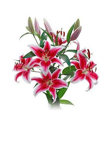 Florasource - Wholesale Fresh Cut Flowers - Holiday Starfighter / Stargazer Lilies 60 stems0