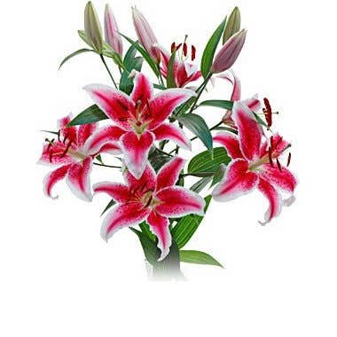 Florasource - Wholesale Fresh Cut Flowers - Holiday Starfighter / Stargazer Lilies 60 stems0