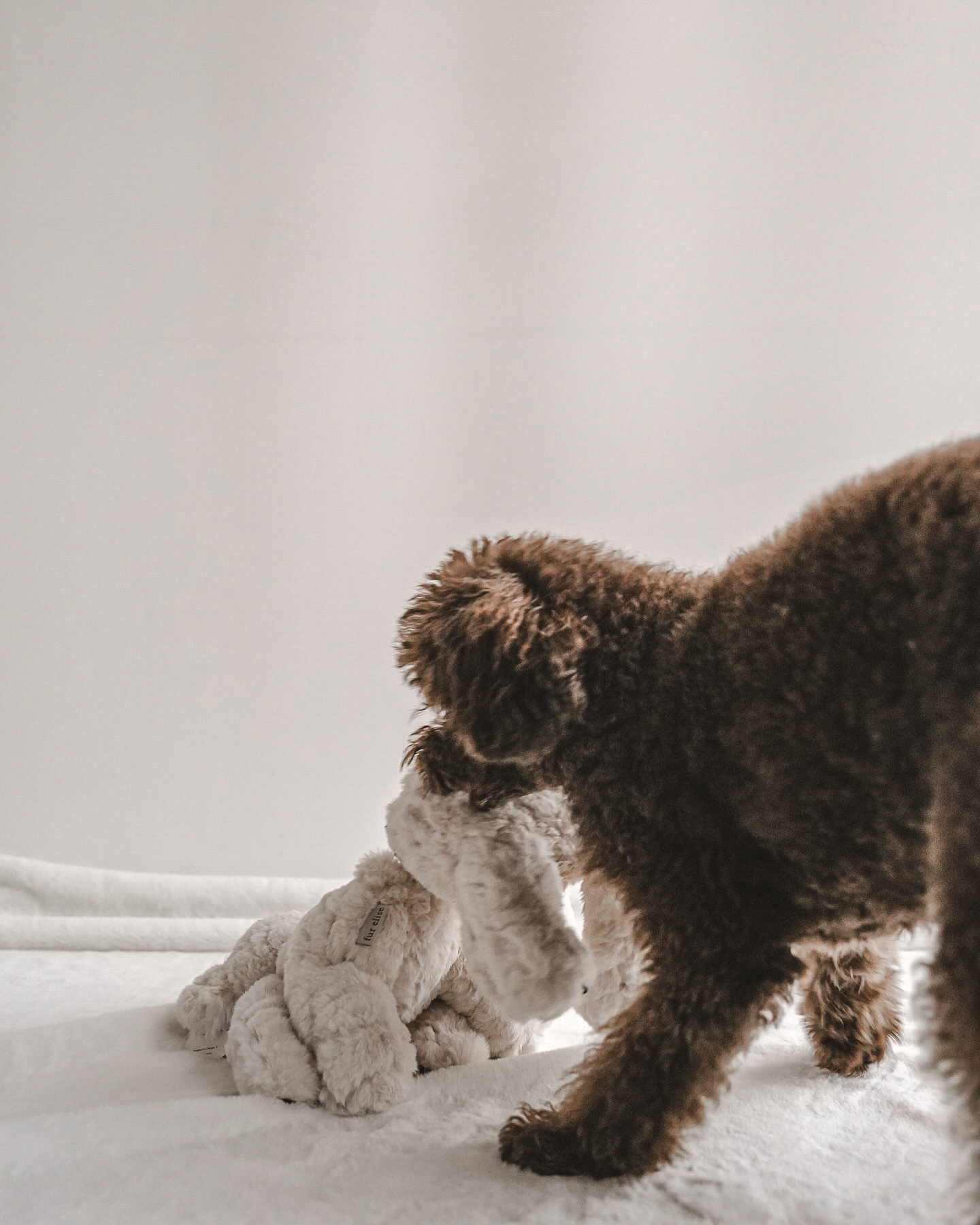 Fur Elise Pets - Wholesale Pet Plush Toy - Dog - Koko Maxi Plushie11