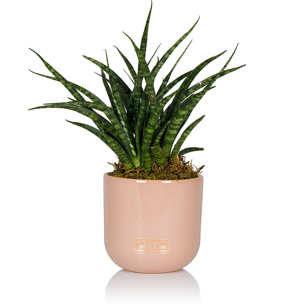The Little Botanical - Wholesale Live Plant - Sansevieria Fernwood Punk5