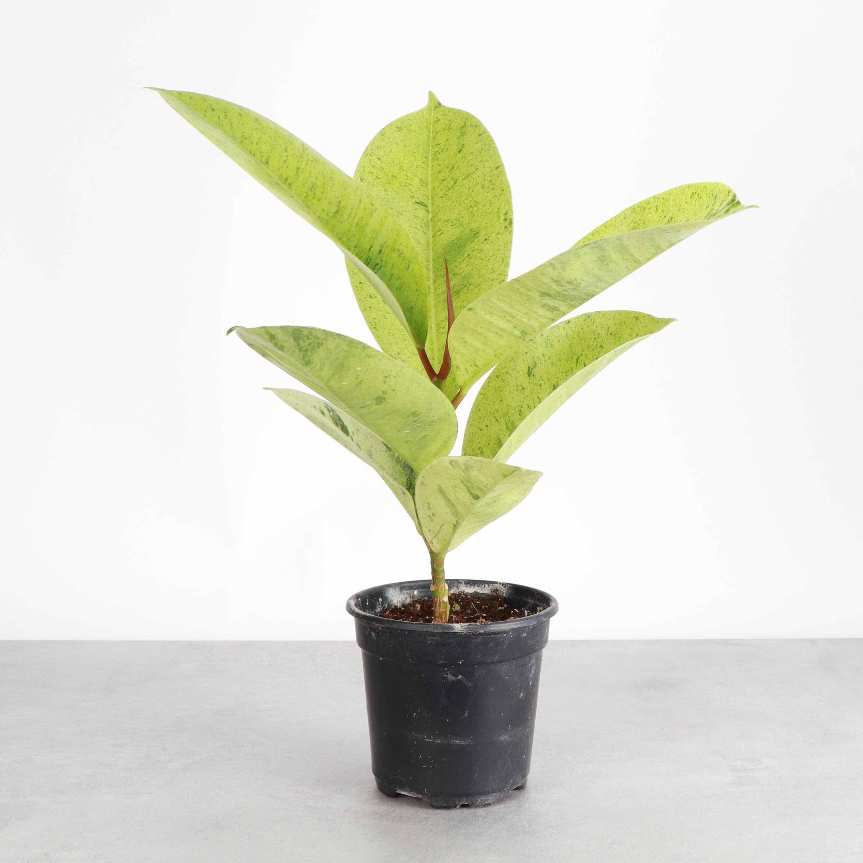 Thorsen's Greenhouse - Wholesale Live Plant - Ficus Shivereana Moonshine Variegated - 4" Live Plant - Rare6