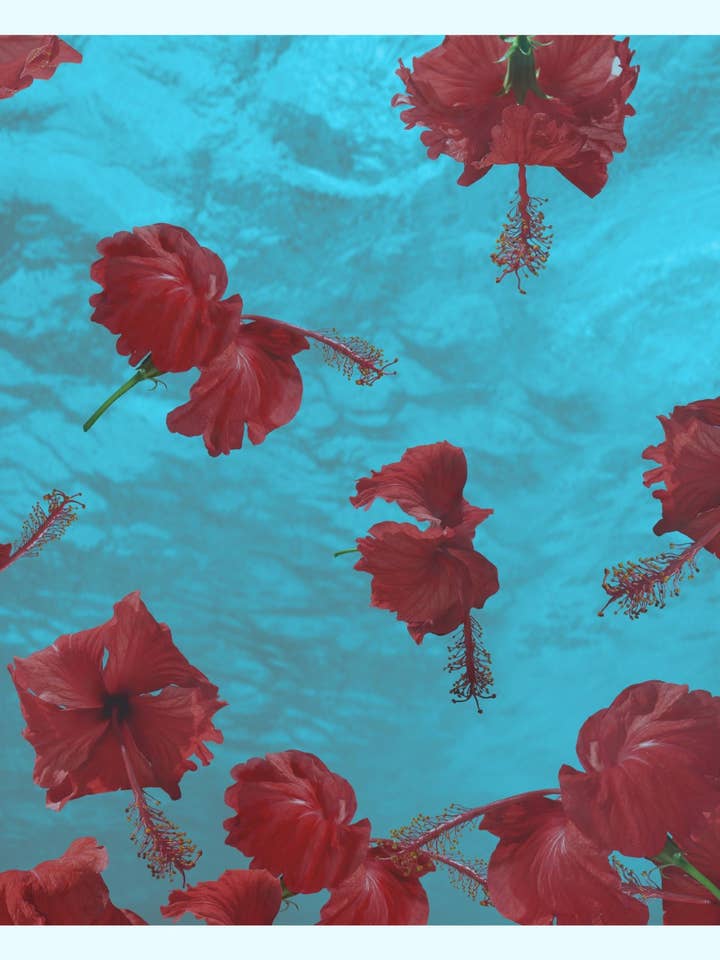 Red Hibiscus for wholesale by DiFiore New York