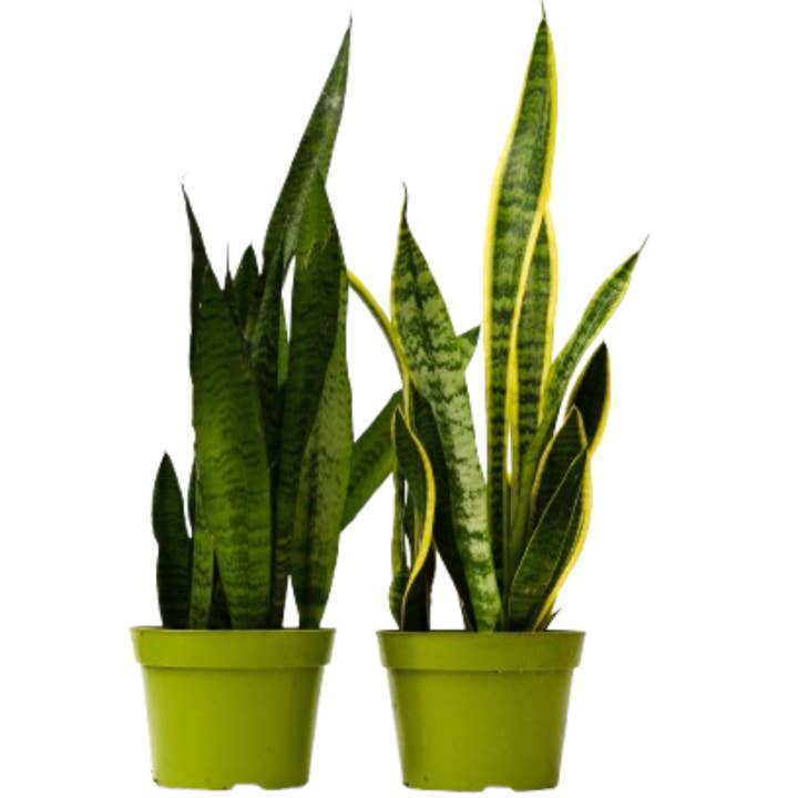Pack de 2 variedades de plantas de serpiente (Sansevieria) - Maceta de 6" para venta al por mayor de Rooted Treasures Farms