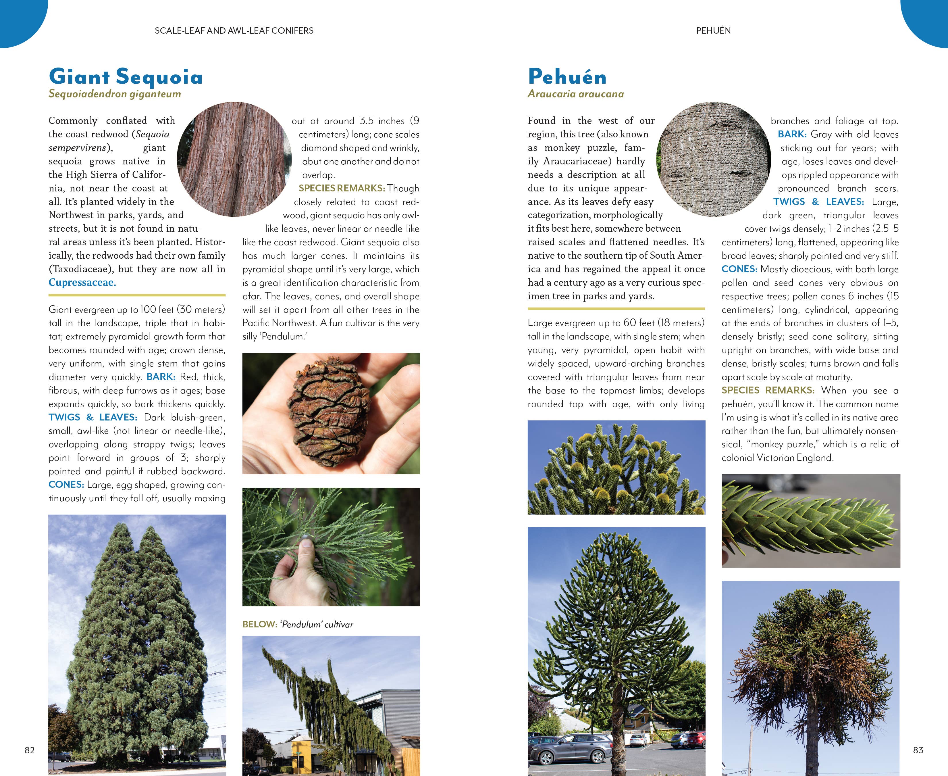 Mountaineers Books - Wholesale Nature & Outdoors - The Trees Around You6