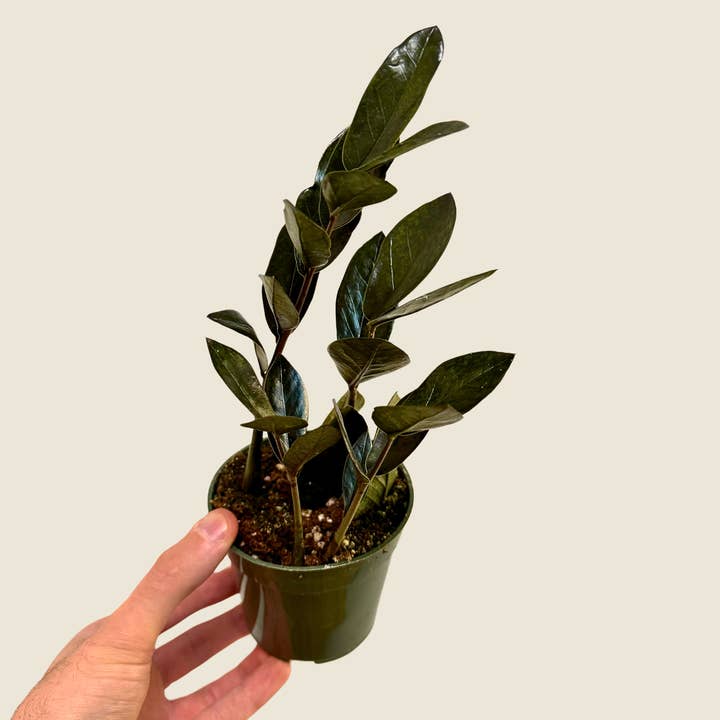 4" Zamioculas Zamiifolia 'ZZ' Black for wholesale by The Greenhouse Wholesale