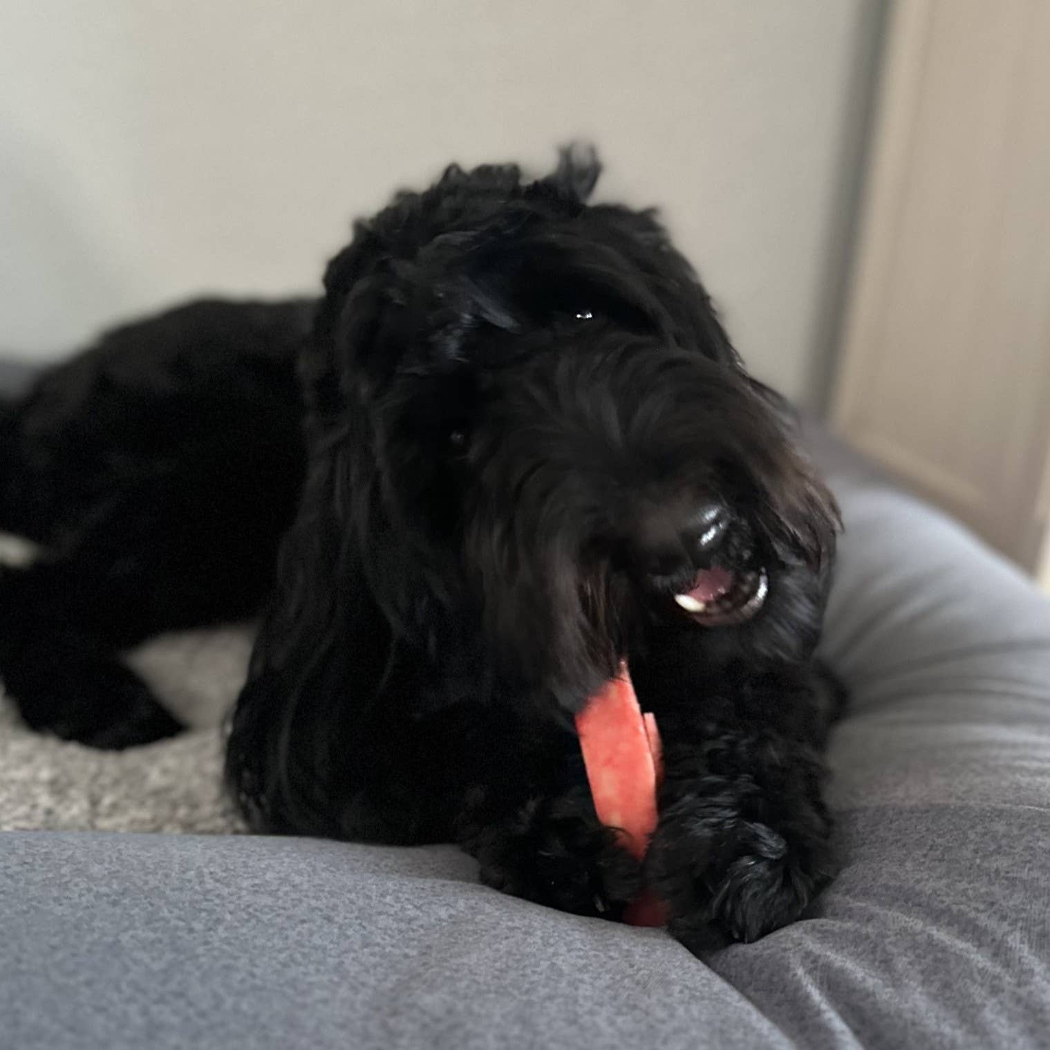 Yeti Dog Chew - Wholesale Pet Treats - Dog - Yeti Assorted Fruit Chews, 1-Coconut, 1-Mango, 1-Strawberry5