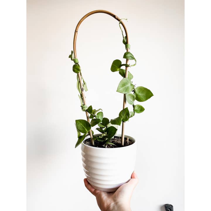 Above The Soil - Wholesale Trellis - Bamboo U Shaped Trellis Support For Climbing Plants