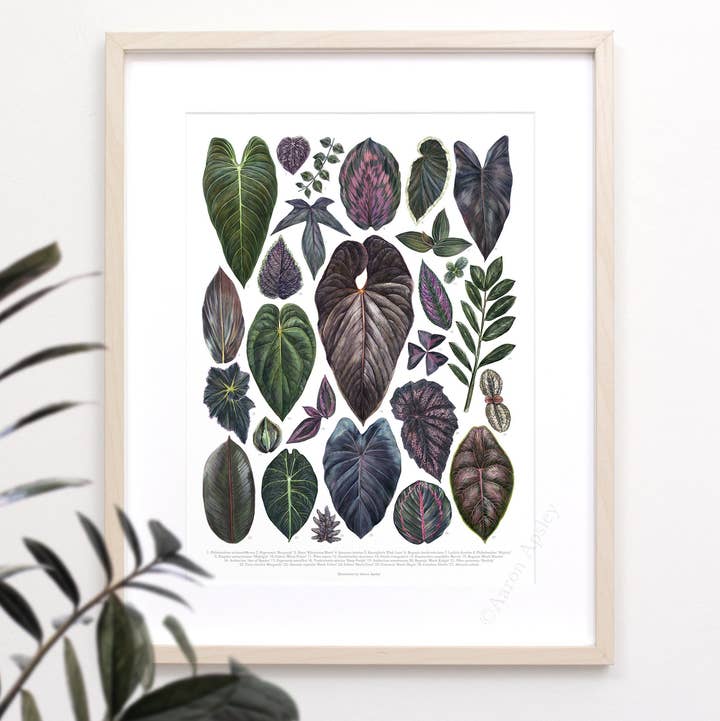 Aaron Apsley Artwork - Wholesale Art Print - Dark Houseplant Varieties Print0