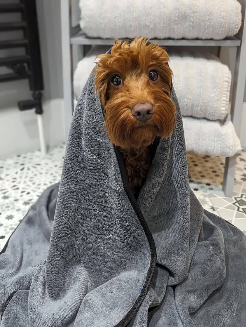 Pet Wiz – Engroshandel Håndklæde til kæledyr - Hund – Ekstra stort, blødt mikrofibrehåndklæde til kæledyr, super absorberende2