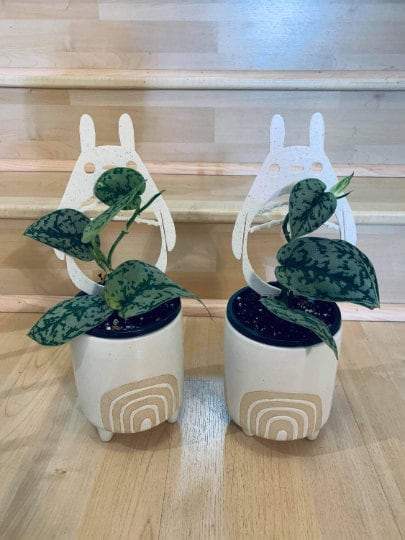 CMbeautifuldesigns - Vendita all'ingrosso Pergole - Collezione Graticci Anime per Piante7