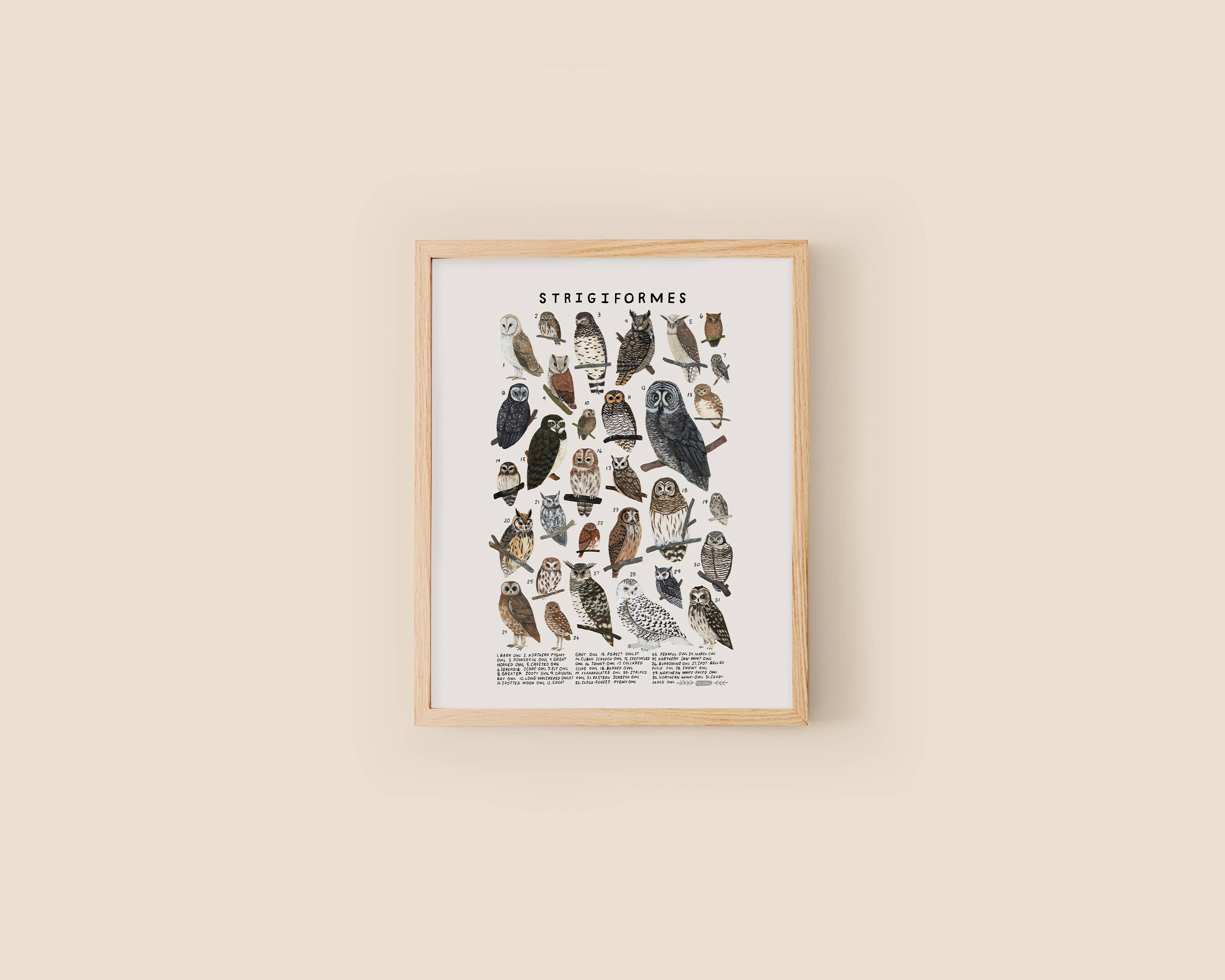 Kelzuki - Wholesale Art Print - Strigiformes: Owls1