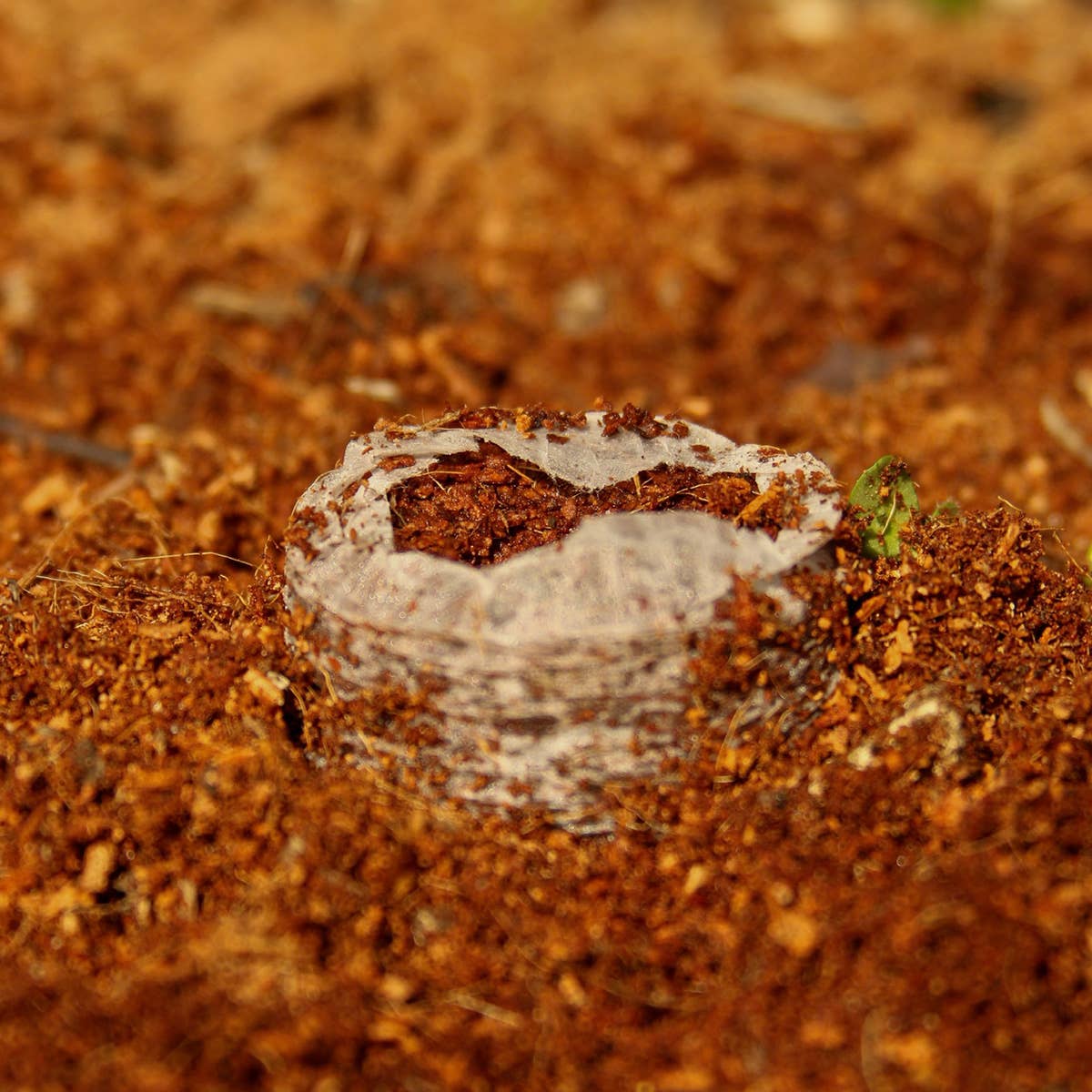 CoirProducts.co.uk of Salike Limited – wholesale Planting/potting soil – Coirproducts (cpuk) 38mm Coircoins (coir Pellets)5