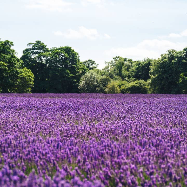 The Jonsteen Company - Wholesale Plant Seeds - Lavender | Flower Seed Grow Kit10