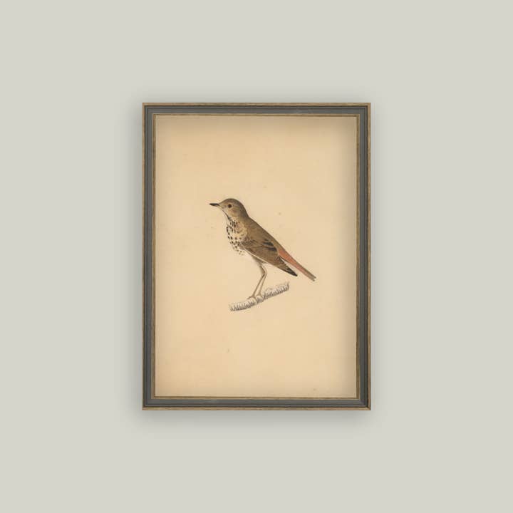 Petal Lane Home - Wholesale Wall Art Set - Bird Framed Antique Art1