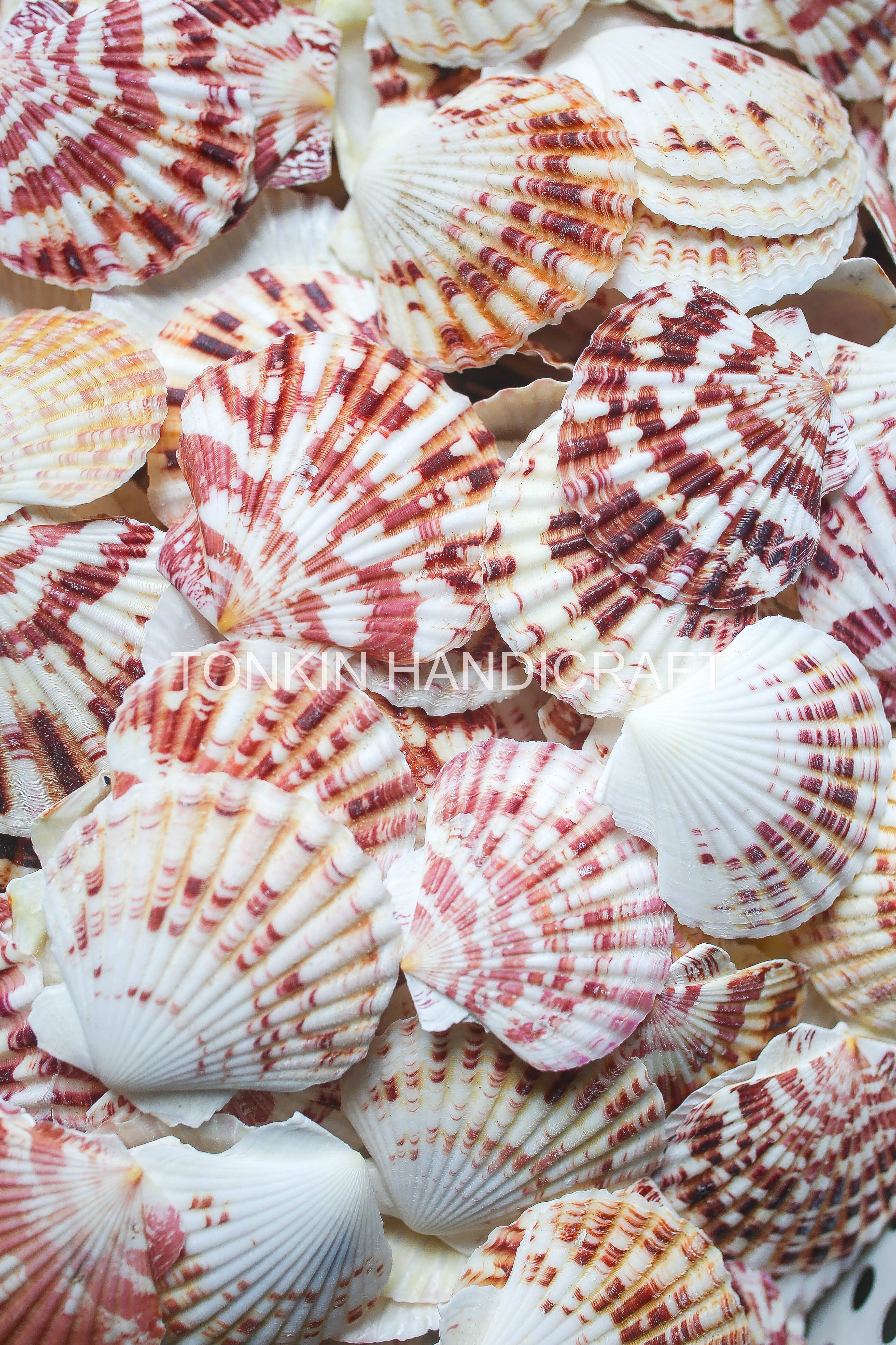 Tonkin Handicraft - Wholesale Decorative Tabletop Object - Natural Scallop Shells3