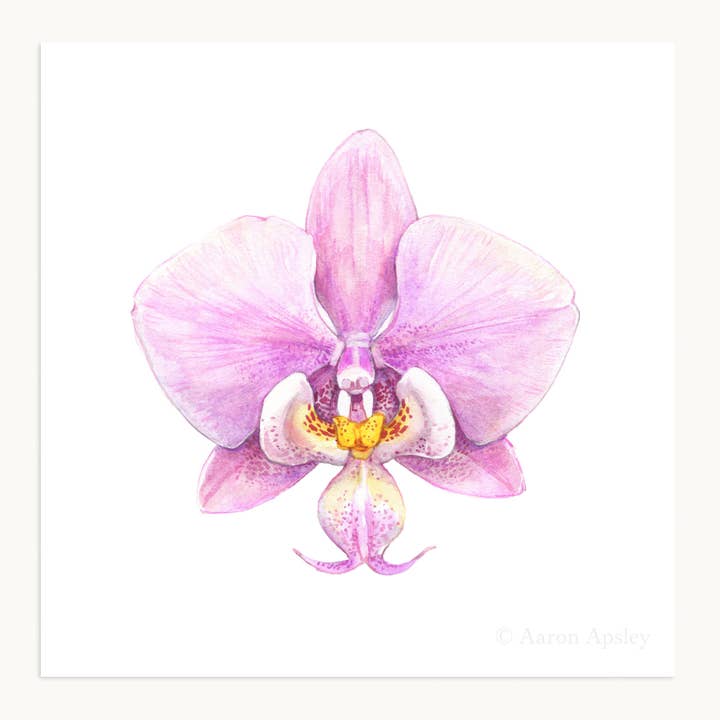 Aaron Apsley Artwork - Wholesale Art Print - Orchid Flower Print - 8"x8"3