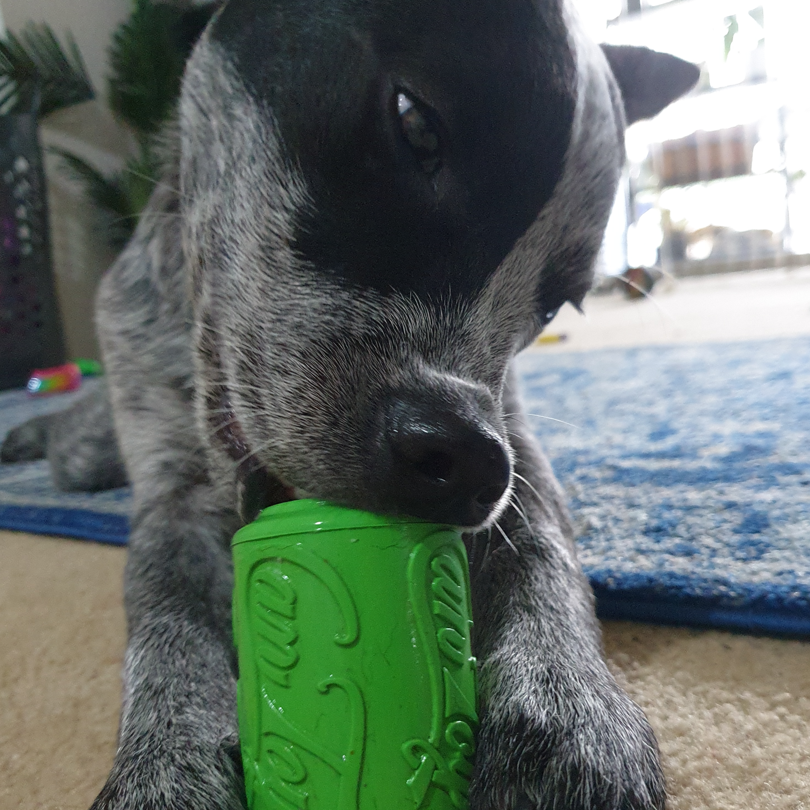 Rover Pet Products - Vente Jouet à mâcher – chien - Canette Toy12