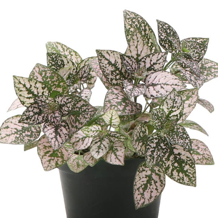 Thorsen's Greenhouse - Wholesale Live Plant - Pink Splash Plant - Live Plant6