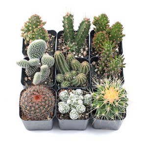 Altman Plants Assorted Cactus Collection 2.5 8 Pack for DIY Succulent  Gardens or Containers or Gifts