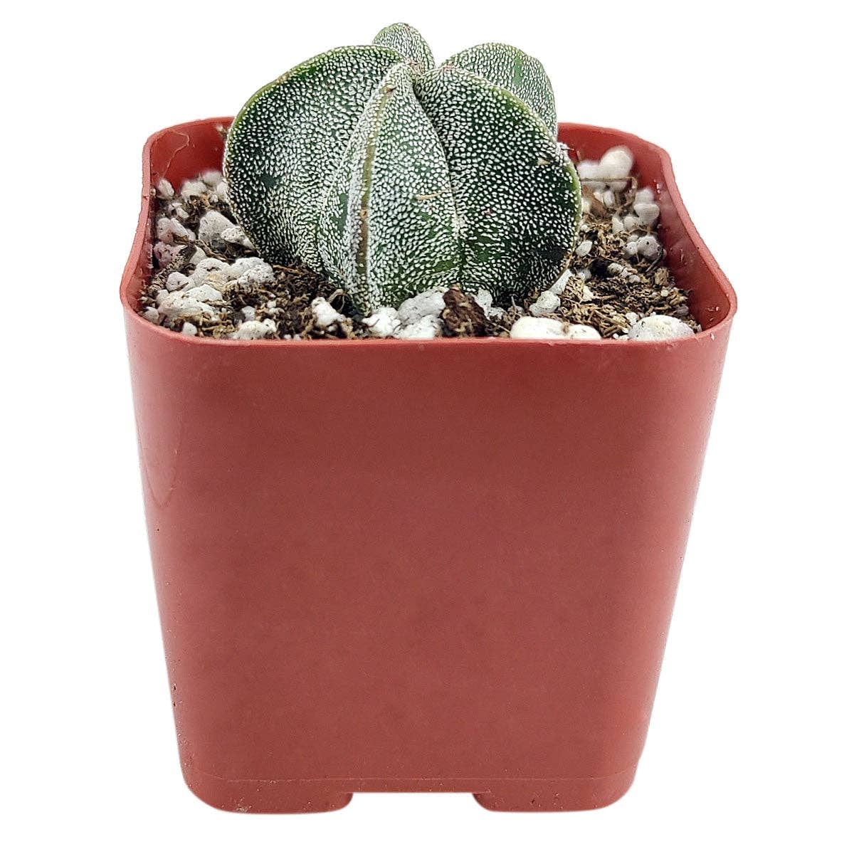 Best Plant Friend - Wholesale Live Plant - Cactus Wedding and Party Favors Tray - 64 Live Bulk Cacti7