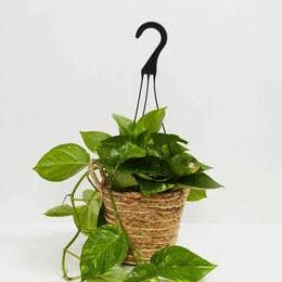 Lively Root - Wholesale Live Plant - Golden Pothos Plant3