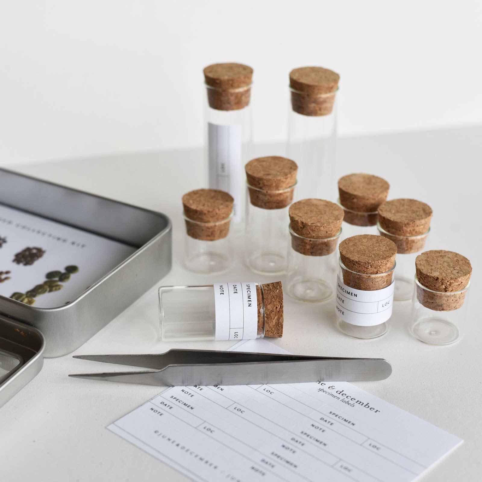 June & December - Vendita all'ingrosso Kit per lavoretti fai da te - Kit per raccolta semi1